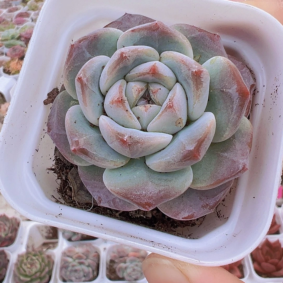 刚毅单头19包邮多肉植物