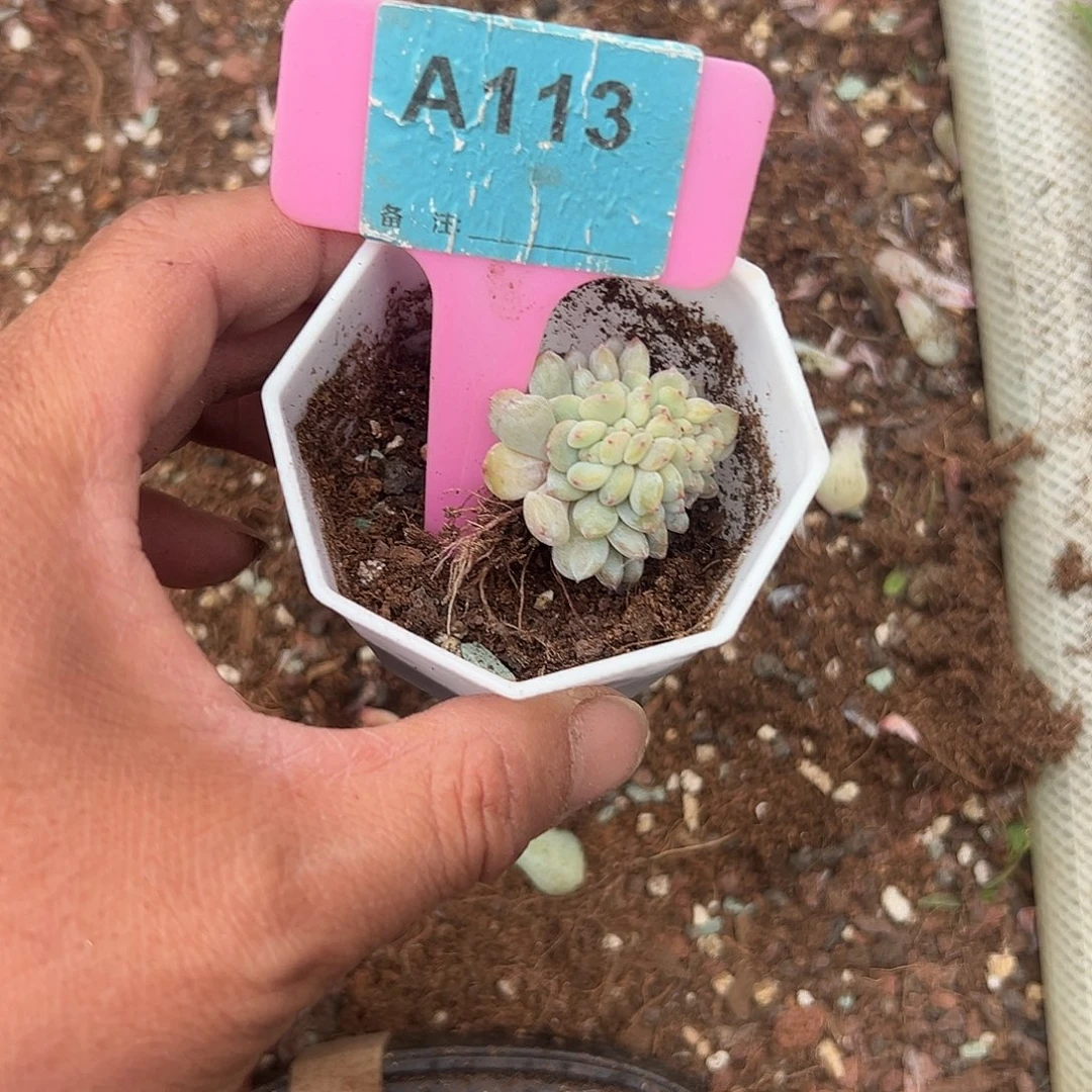 慢***去多肉植物一物一拍