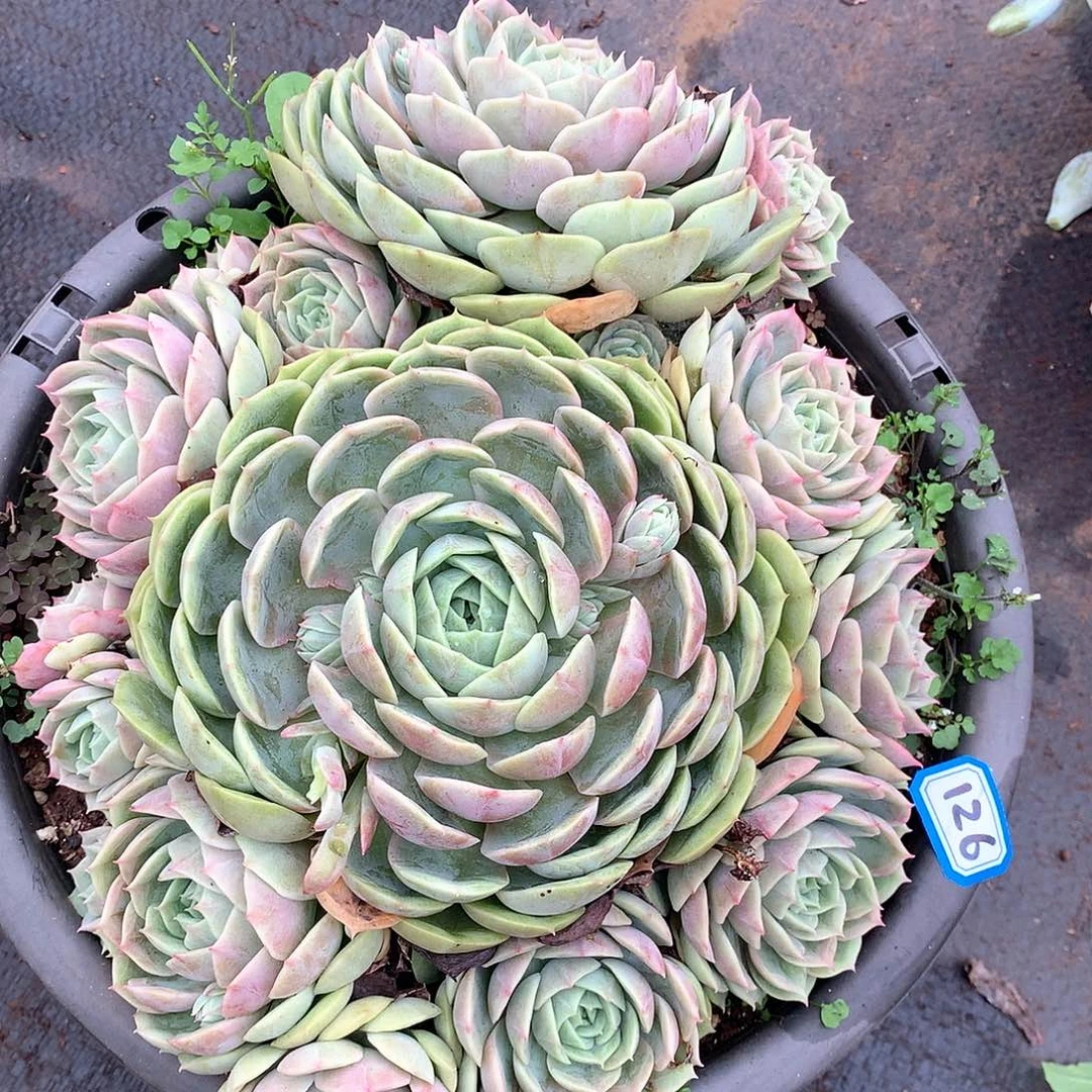 126昂斯诺一物一拍多肉