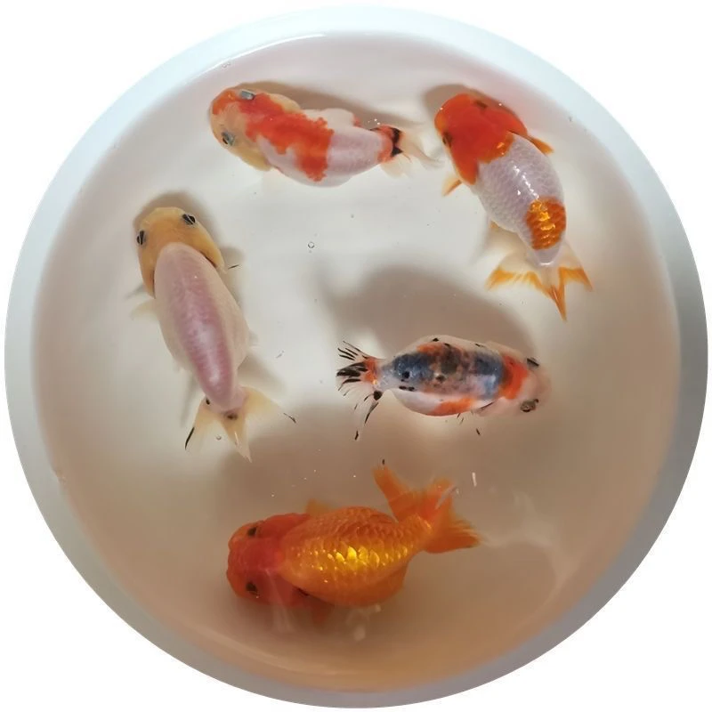 渔场直发兰寿金鱼活体冷水淡水观赏鱼好养耐活
