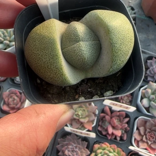279元宝多肉植物的