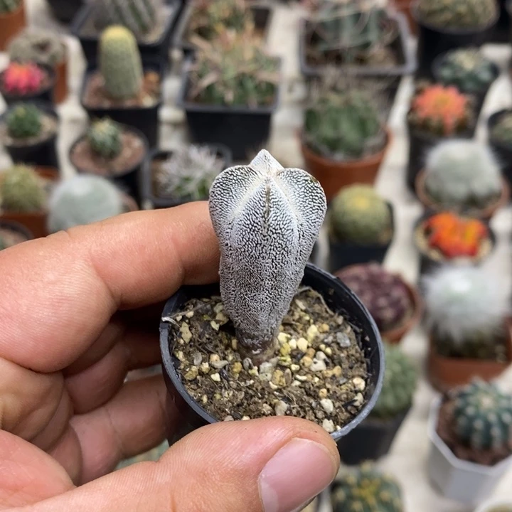 小号恩塚特价福利