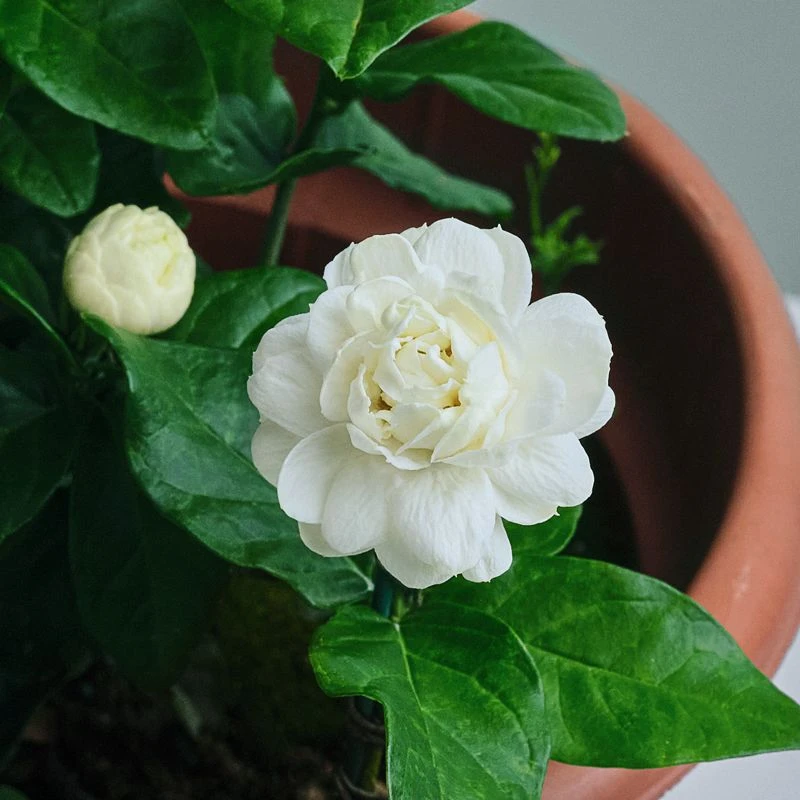 重瓣虎头茉莉花苗老桩盆栽带花苞室内好养花卉植物