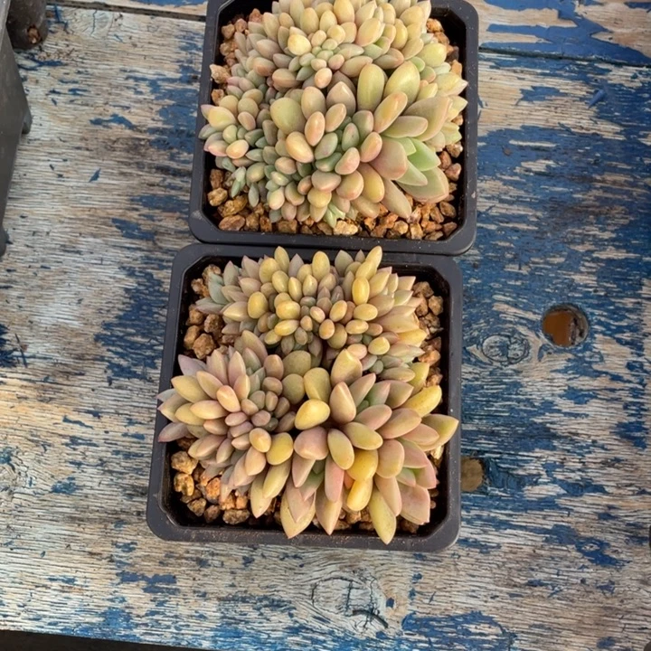 多肉冷月桃花源缀化