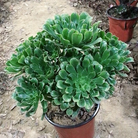 绿法师多肉植物29