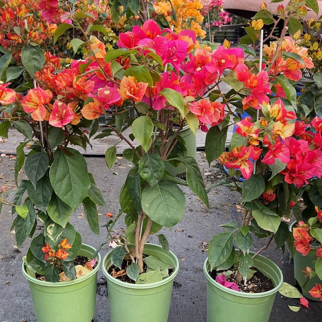 大部分花苞少量开放飞鸟带竹一颗