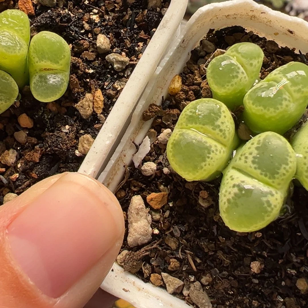 语***然085多肉植物种类多样