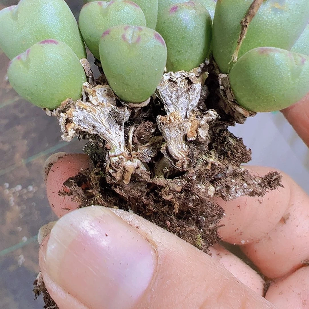 口笛10头起无售后