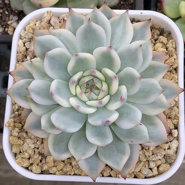 吉娃娃锦一物一拍锦龙
