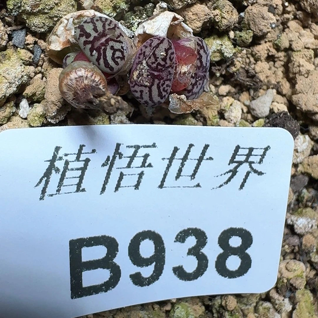 938盒多肉植物哇f c