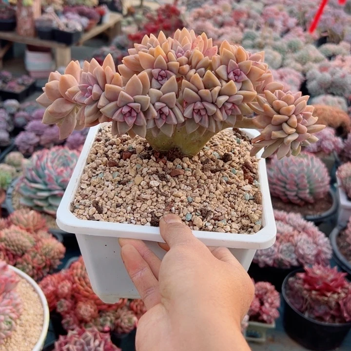 精品多肉植物老桩