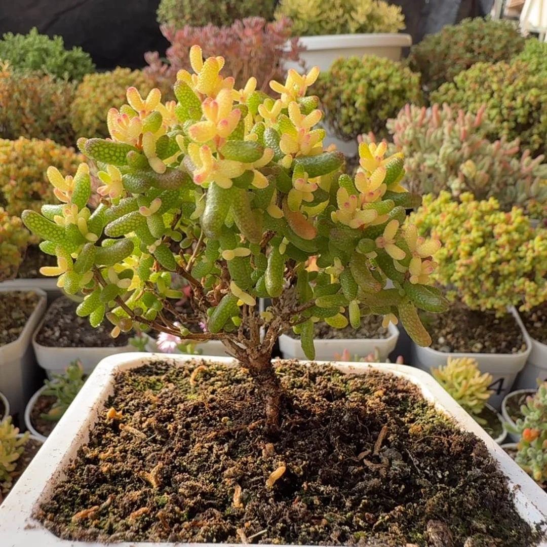 A030糖球3号锦枝干