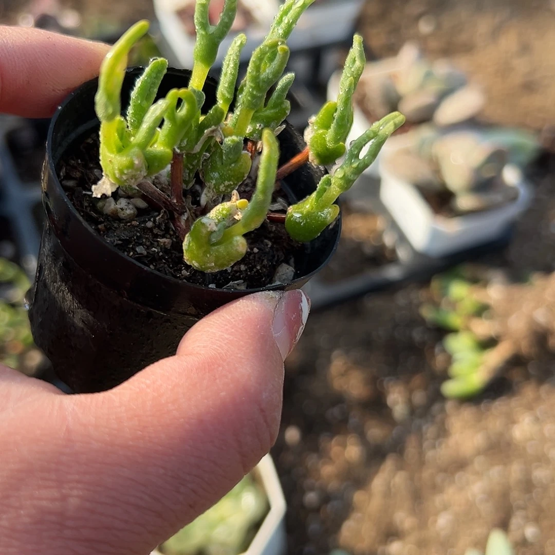 多肉植物冰糕兔耳