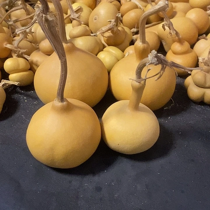 葫芦的颜色很好看