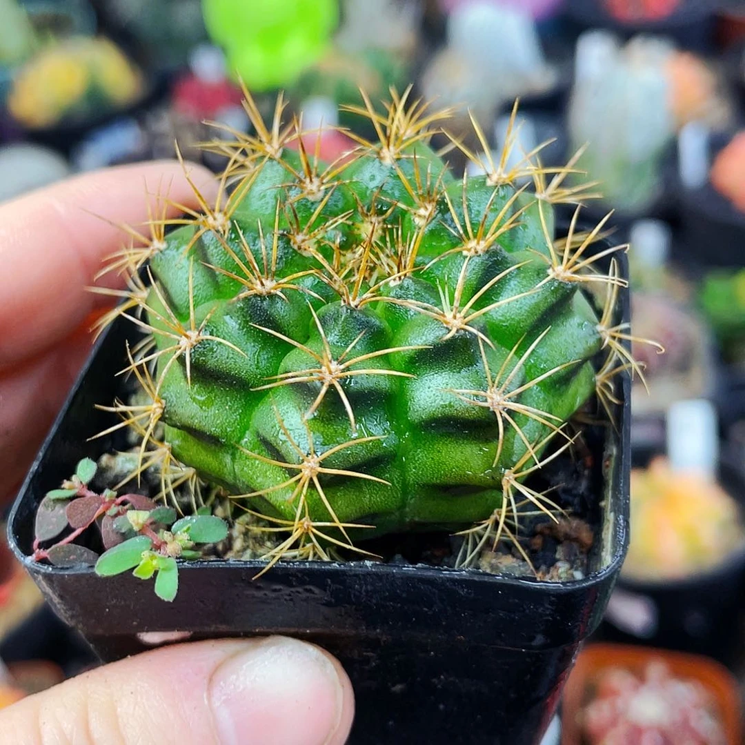 花环非偏远地区满25包邮仙人球