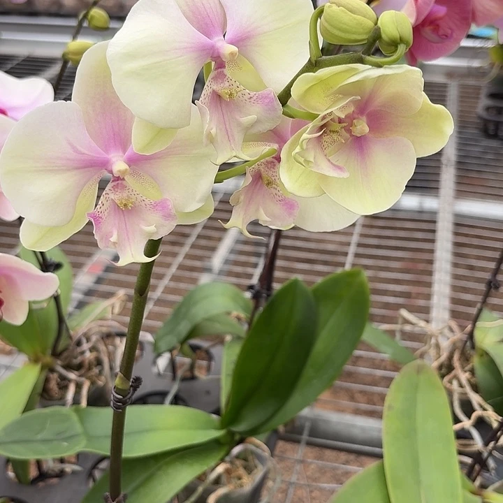 阿***啊完全开放A0090蝴蝶兰一物一拍