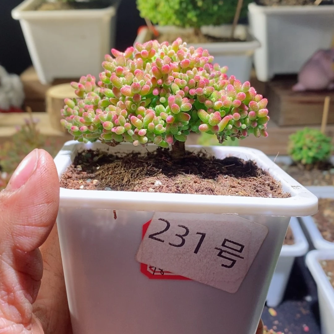 蜜橘带盆土发货一物一拍