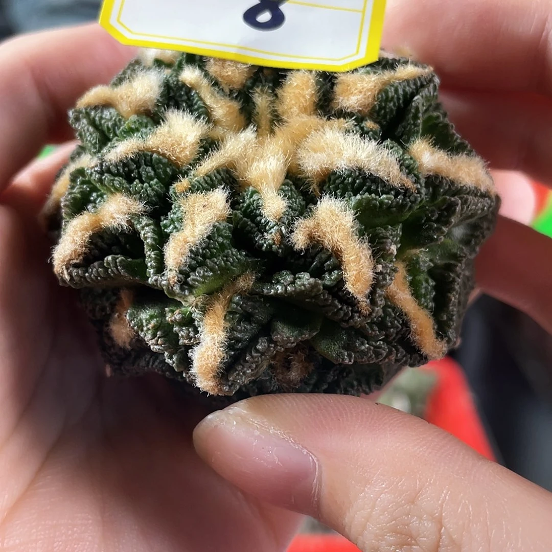 8号6cm自根螺旋辛顿萝卜根