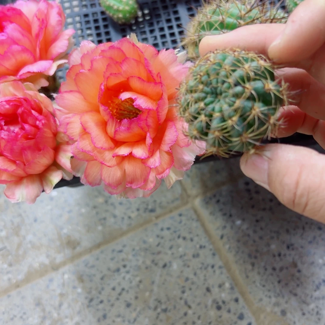 下3丽花金牡丹歪无根侧芽3公分左右20包邮