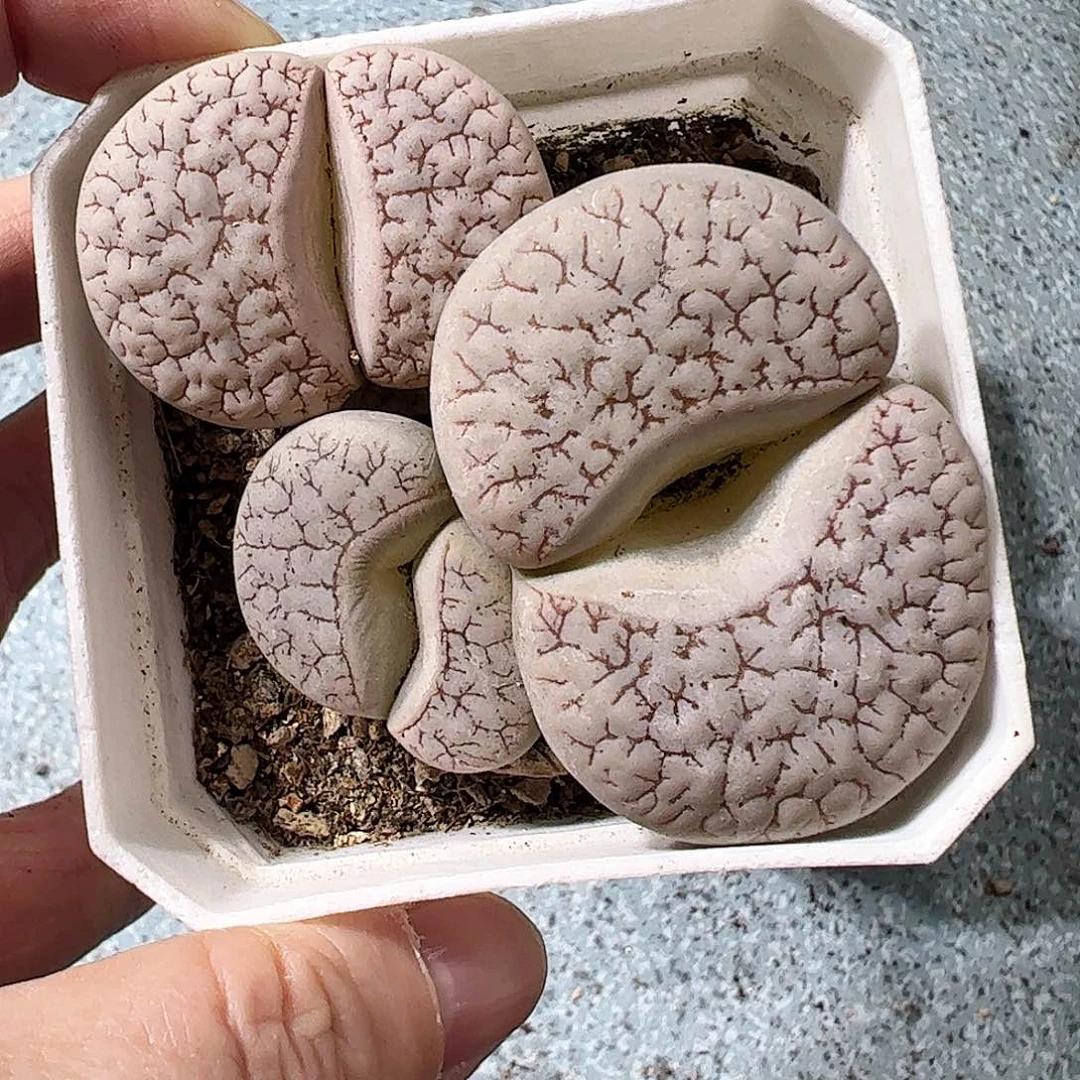 荒玉一盆包邮……………………