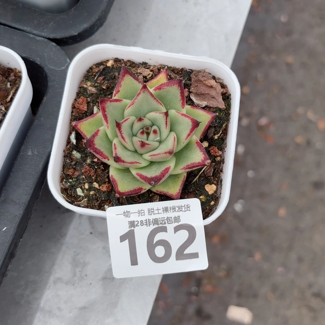 乌木单头无盆土发货