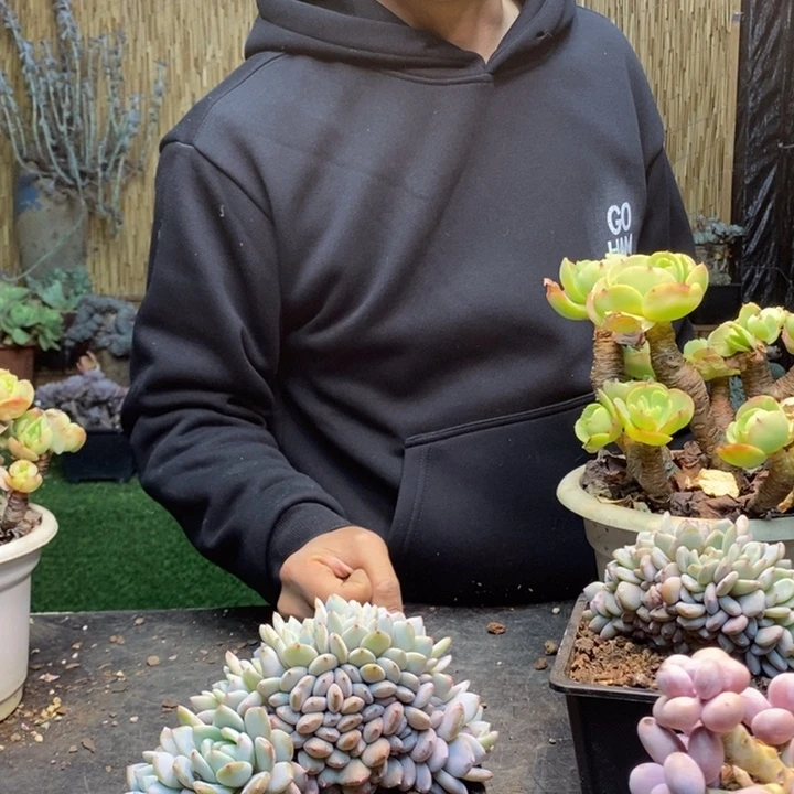 葉***倫123号星星橙多肉植物