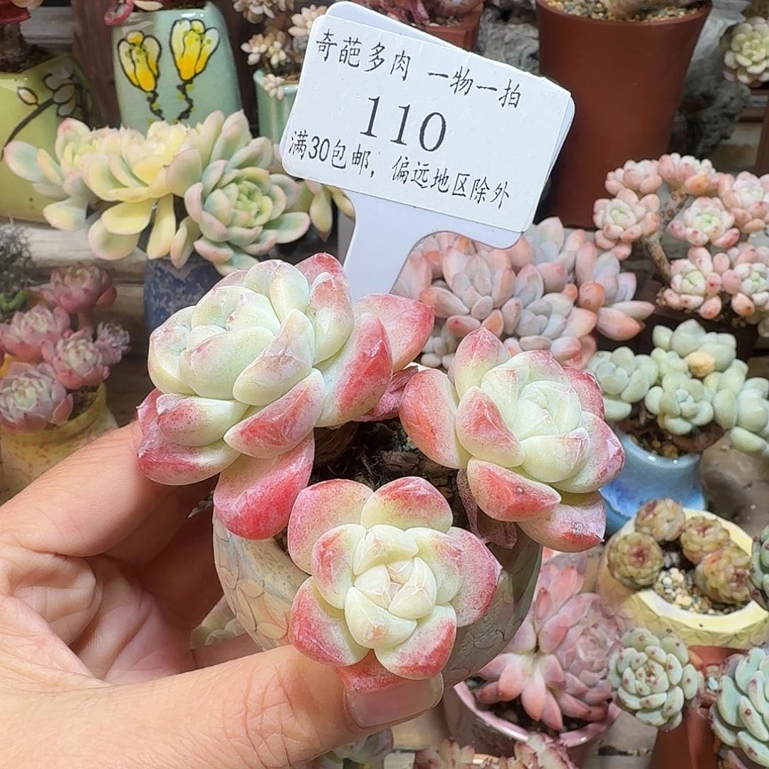 110 多肉含盆土30元包邮除偏远