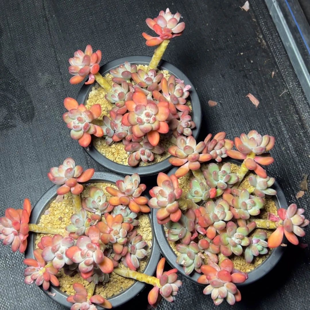 【闪购商品】苹果奶多肉39.8