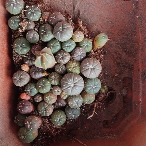 523实生兜苗处理仙人球