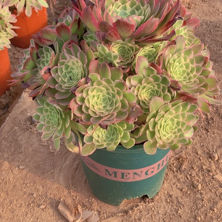 538多肉植物还王