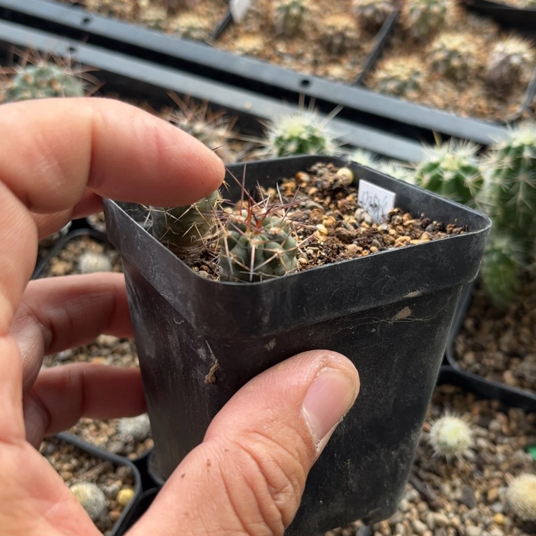 须钟鬼有刺额属实生仙人球