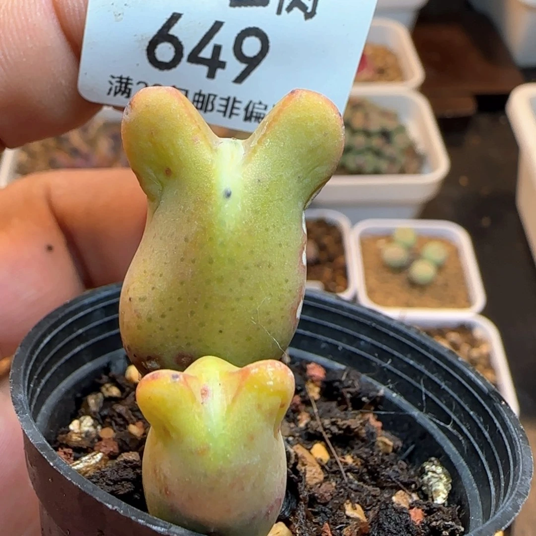 带盆土。