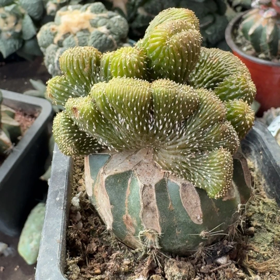 【闪购商品】薄叶花笼坠化