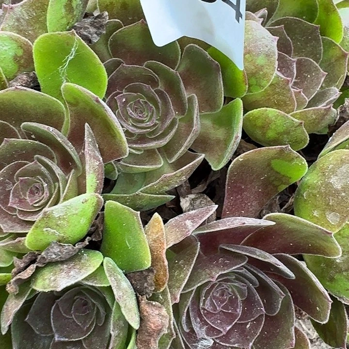 玉***儿164黑万圣节17-15发货