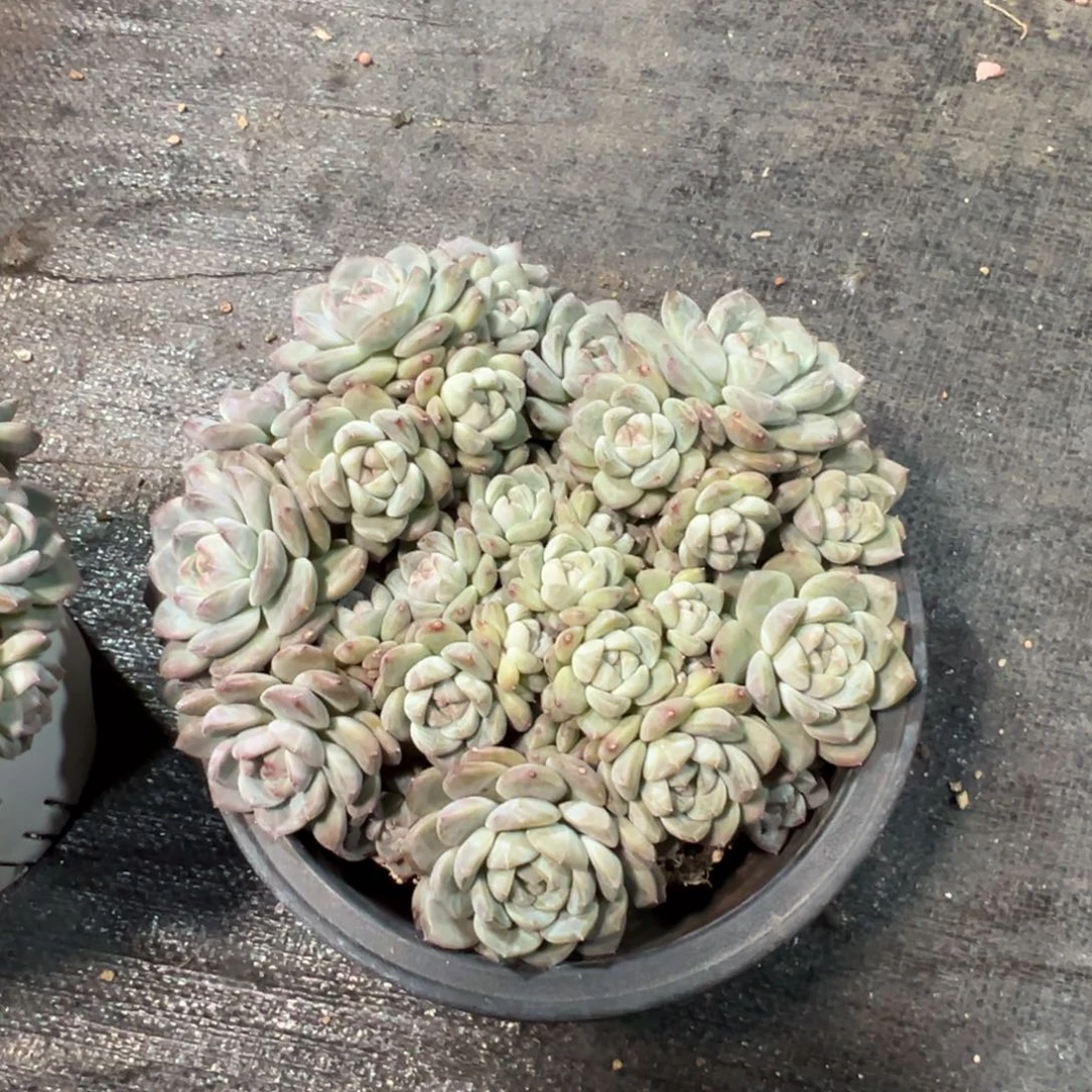 怒**豆新年快乐 新年快乐 新年快乐