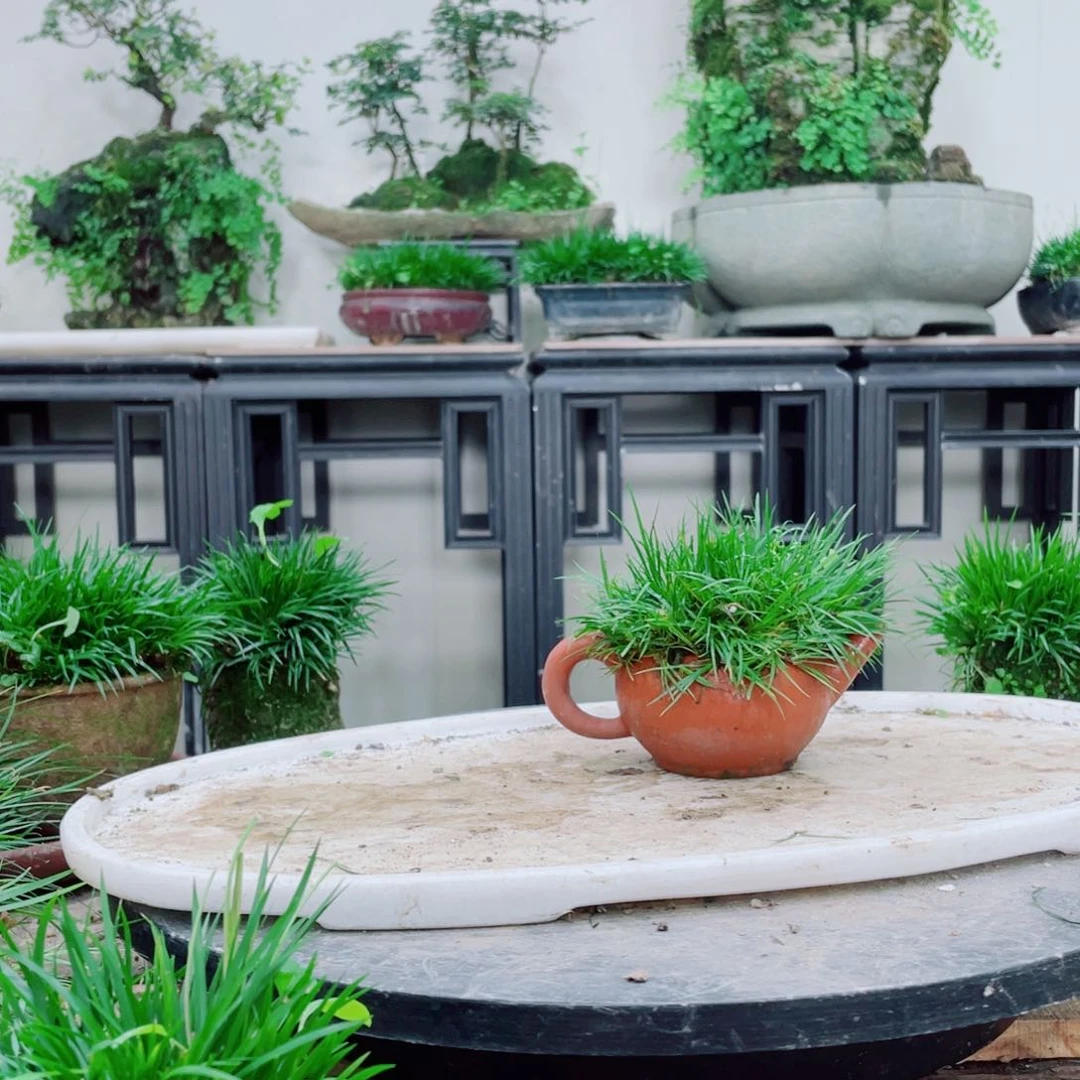 无铅玻璃缺*铁线蕨铁线蕨铁线蕨