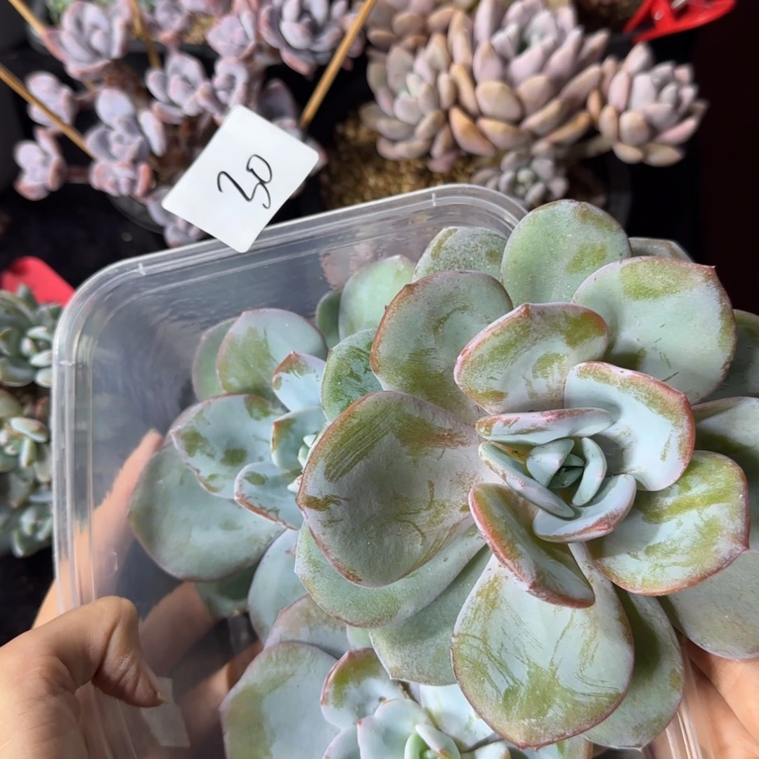 韩版奶茶单头一物一拍3颗30