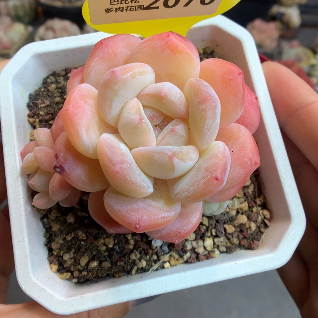 2070新年快乐糖心B06