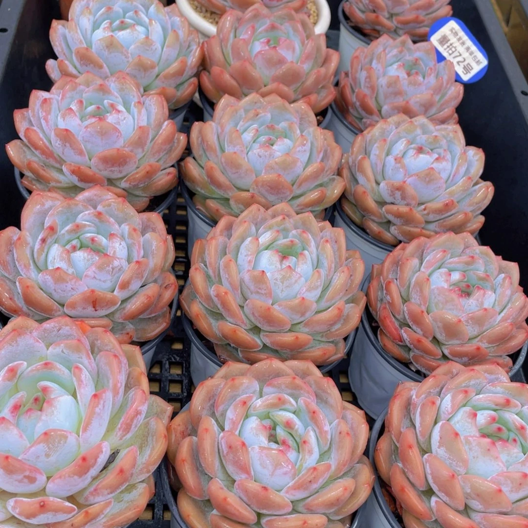 量拍72号 韩版橙梦露母本大单头一个