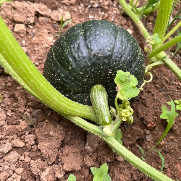 贝贝南瓜5斤农家小菜四川青川