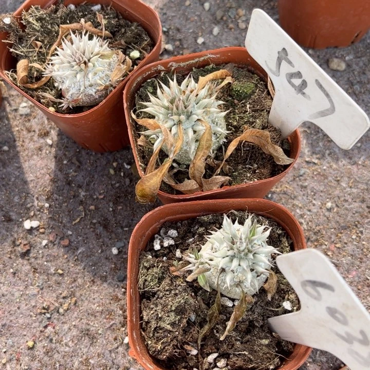 水**?547 6038二个好养皮实