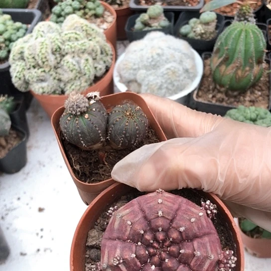 血***王无花朵2655带盆土发