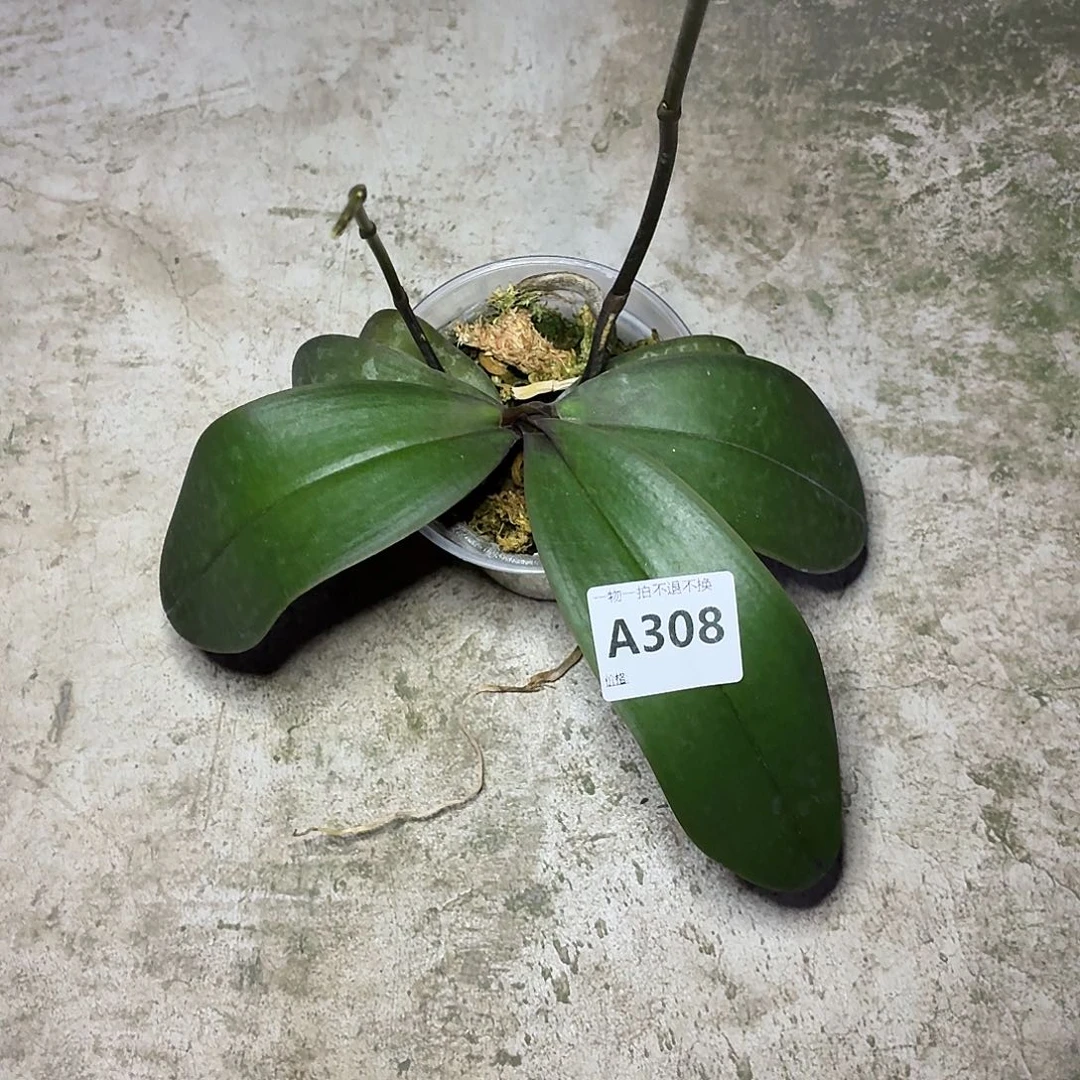 当前无花栽培后可以开花A308yss1195双花剑带分叉