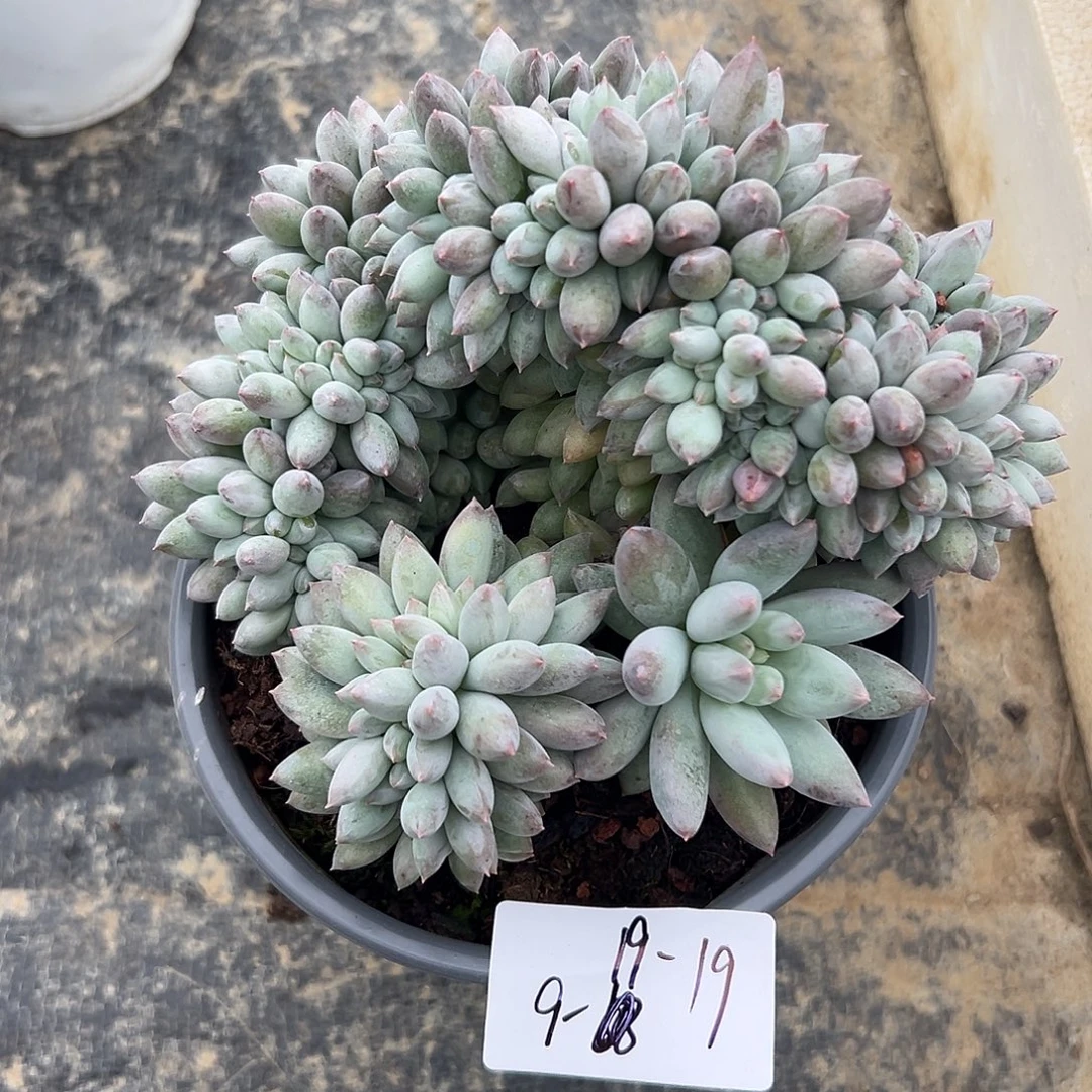 9-19-19所罗门缀多肉植物