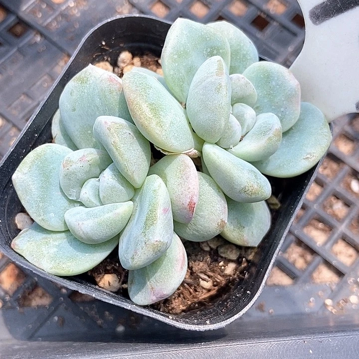 多肉植物冰玉石化907