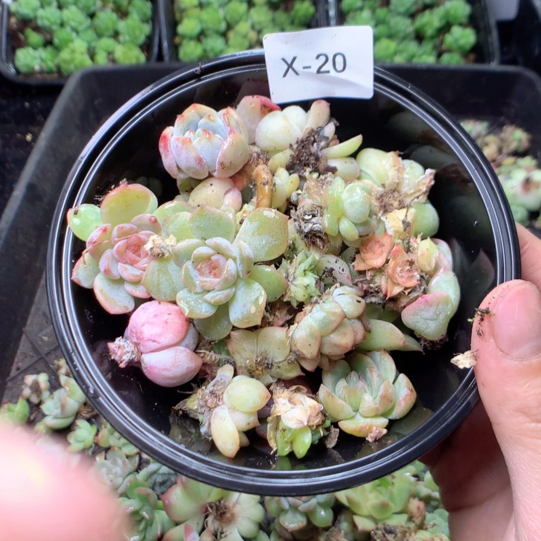 无花朵x20英语英语英语英语英语英语