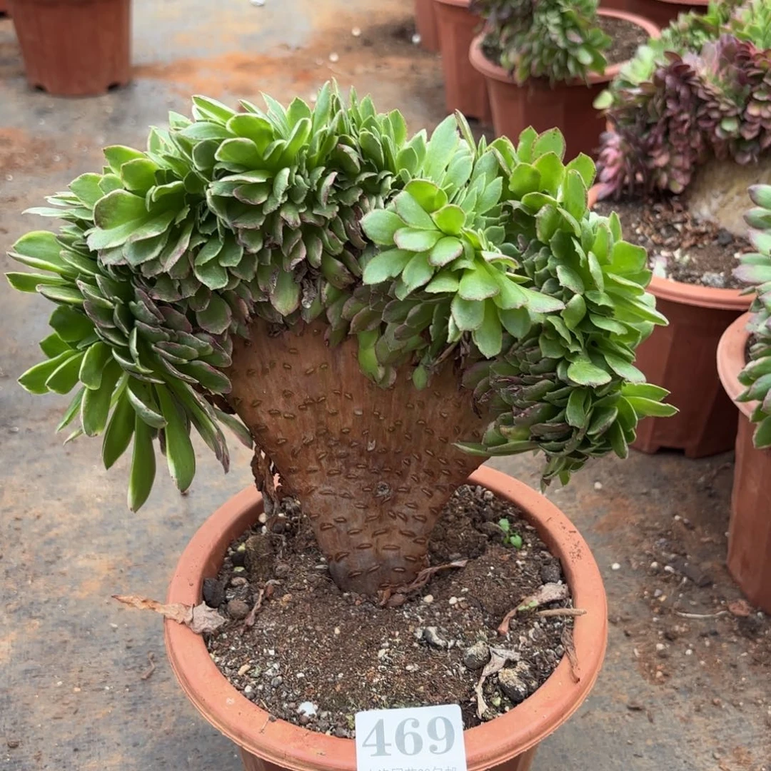 469号海王缀化多肉植物