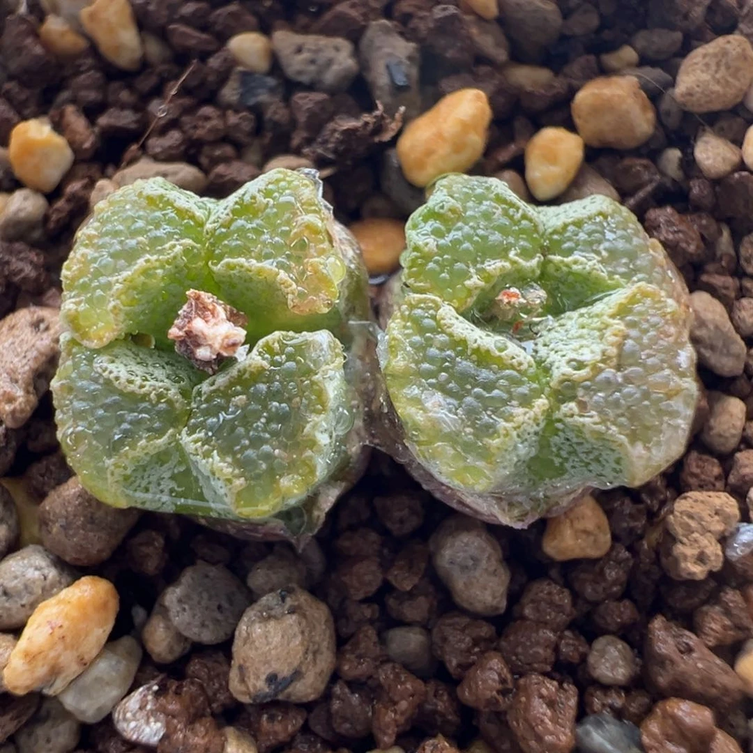 703优选超蝶四头福利