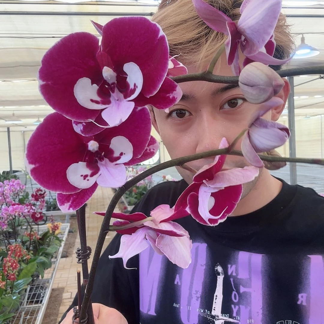 全部花苞宾利两只装