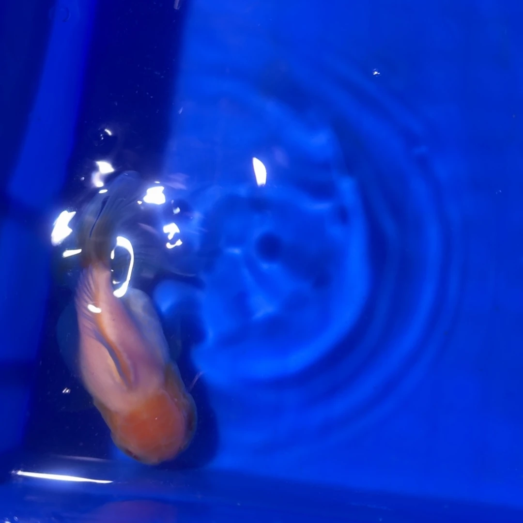 金鱼一条百褶泰狮包邮